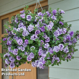 Thompson & Morgan Petunia Priscilla Preplanted Hanging Basket/potted Plant 14Inch (35Cm) - thumbnail 1