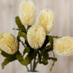 Wyld Haus Set Of 3 Large Cream Banksia Serrata Artificial Flower Stems - thumbnail 5