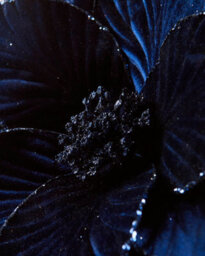 Werchristmas Navy Large Velvet Artificial Poinsettia Flower, 56 Cm - thumbnail 3