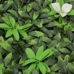 Living And Home Green Artificial Plant Wall Greenery Panel Decorative Foliage Hedge Privacy Fence Screen 100Cm (W) X 100Cm (D) - thumbnail 4