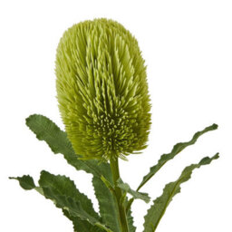 Hill Interiors Banksia Serrata Artificial Flower Green (One Size) - thumbnail 2