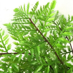 Leaf Faux 30Cm Potted Southern Wood Fern - thumbnail 2