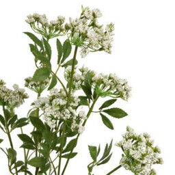 Wyld Haus Set Of 3 Faux White Cow Parsley Ammi Artificial Flower Stems - thumbnail 3
