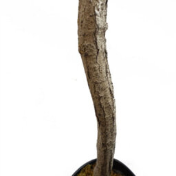 Leaf 180Cm Artificial Natural Look Olive Tree With Wooden Trunk - thumbnail 7