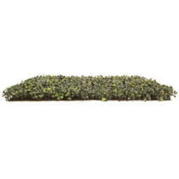Pack Of 12 Best Artificial Boxwood Hedging Mats 50Cm X 50Cm (3 Square Metres) Privacy Garden Screen - thumbnail 9