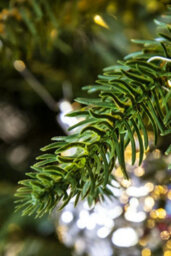 Christmas Tree World The 14Ft Woodland Pine Tree With Hinged Branches - thumbnail 9