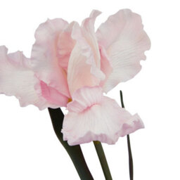 Wyld Haus Set Of 3 Pale Pink Fringed Iris Artificial Flower Stems - thumbnail 2