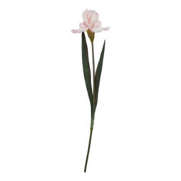 Wyld Haus Set Of 3 Pale Pink Fringed Iris Artificial Flower Stems - thumbnail 1