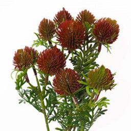 Leaf Pack Of 6 X 55Cm Craspedia Stem Red Artificial - thumbnail 4