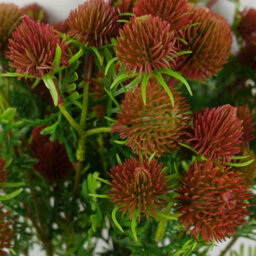 Leaf Pack Of 6 X 55Cm Craspedia Stem Red Artificial - thumbnail 6