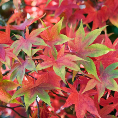 Gardeners Dream Acer Osakazuki - Vibrant Autumn Foliage, Outdoor Plant, Ideal For Gardens, Compact Size (50-70Cm Height Including Pot) - image 1