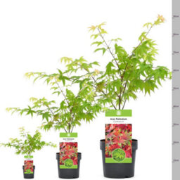 Gardeners Dream Acer Osakazuki - Vibrant Autumn Foliage, Outdoor Plant, Ideal For Gardens, Compact Size (50-70Cm Height Including Pot) - thumbnail 5