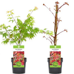 Gardeners Dream Acer Osakazuki - Vibrant Autumn Foliage, Outdoor Plant, Ideal For Gardens, Compact Size (50-70Cm Height Including Pot) - thumbnail 4