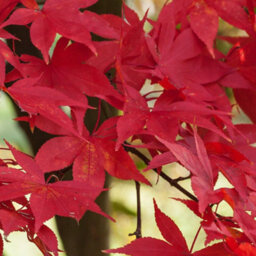 Gardeners Dream Acer Osakazuki - Vibrant Autumn Foliage, Outdoor Plant, Ideal For Gardens, Compact Size (50-70Cm Height Including Pot) - thumbnail 3