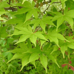 Gardeners Dream Acer Osakazuki - Vibrant Autumn Foliage, Outdoor Plant, Ideal For Gardens, Compact Size (50-70Cm Height Including Pot) - thumbnail 2