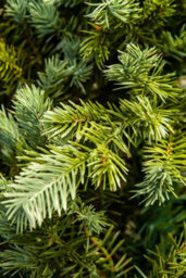Christmas Tree World The 4Ft/120Cm Pre-Lit Cairngorm Pine Potted Tree (Outdoor) - thumbnail 9