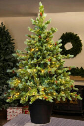 Christmas Tree World The 4Ft/120Cm Pre-Lit Cairngorm Pine Potted Tree (Outdoor) - thumbnail 6
