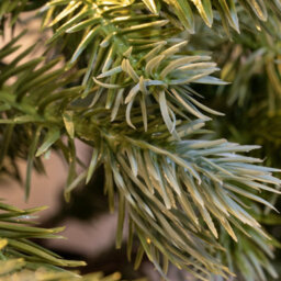 Christmas Tree World The 4Ft/120Cm Pre-Lit Cairngorm Pine Potted Tree (Outdoor) - thumbnail 4