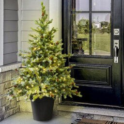 Christmas Tree World The 4Ft/120Cm Pre-Lit Cairngorm Pine Potted Tree (Outdoor) - thumbnail 2