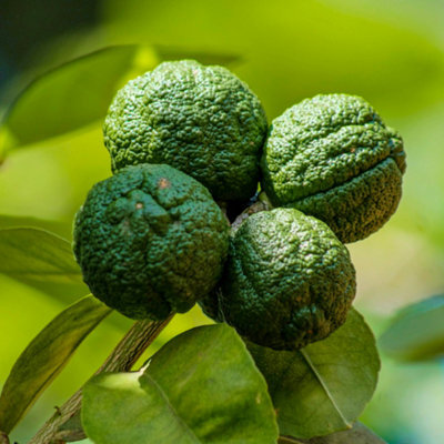 Lime Fragrant Culinary Foliage Indoor Outdoor Citrus Plant - image 1
