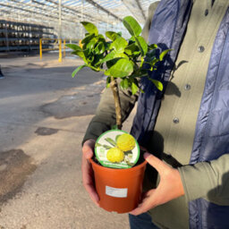 Lime Fragrant Culinary Foliage Indoor Outdoor Citrus Plant - thumbnail 3