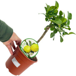 Lime Fragrant Culinary Foliage Indoor Outdoor Citrus Plant - thumbnail 2