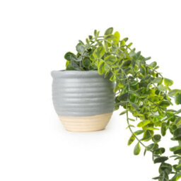 Candlelight Green 50Cm Eucalyptus Artificial Plant In Grey Ceramic Pot - thumbnail 1