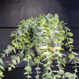 Candlelight Green 50Cm Eucalyptus Artificial Plant In Grey Ceramic Pot - thumbnail 5