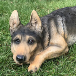 Animal Crackers Laying German Shepherd Figurine, Large (44Cm Long) Realistic Home Or Garden Ornament Or Memorial - thumbnail 2