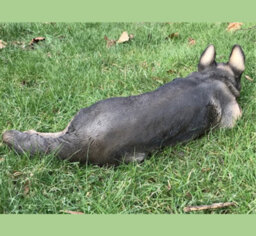 Animal Crackers Laying German Shepherd Figurine, Large (44Cm Long) Realistic Home Or Garden Ornament Or Memorial - thumbnail 4