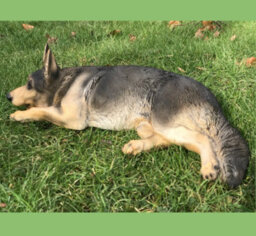 Animal Crackers Laying German Shepherd Figurine, Large (44Cm Long) Realistic Home Or Garden Ornament Or Memorial - thumbnail 3