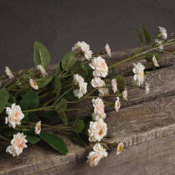 Hill Interiors Uk Homeliving Cream Wild Meadow Rose - thumbnail 3