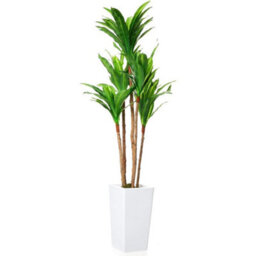 Artificial Brazilian Wood Tree In Pot Decorative Evergreen Plant - thumbnail 1