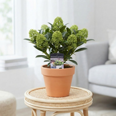Japanese Skimmia 'white Dwarf' - 10.5Cm Pot - image 1