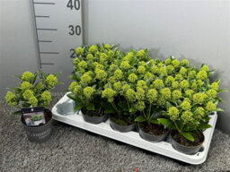 Japanese Skimmia 'white Dwarf' - 10.5Cm Pot - thumbnail 6