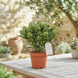 Japanese Skimmia 'white Dwarf' - 10.5Cm Pot - thumbnail 2