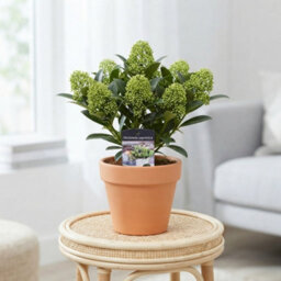 Japanese Skimmia 'white Dwarf' - 10.5Cm Pot - thumbnail 1