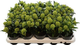 Japanese Skimmia 'white Dwarf' - 10.5Cm Pot - thumbnail 8