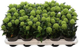 Japanese Skimmia 'white Dwarf' - 10.5Cm Pot - thumbnail 7