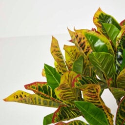 Homescapes Artificial Green Handcrafted 'rushfoil' Croton Plant With Pot, 65 Cm - thumbnail 3