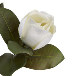 Wyld Haus Set Of 3 White Magnolia Artificial Flower Stems - thumbnail 3