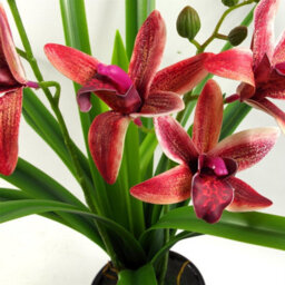 Leaf 50Cm Dark Pink Artificial Orchid In Ceramic Planter - thumbnail 5