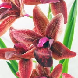 Leaf 50Cm Dark Pink Artificial Orchid In Ceramic Planter - thumbnail 3