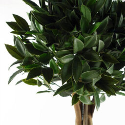 Leaf Bay Tree Laurel Uv Resistant Outdoor Topiary 120Cm - thumbnail 2