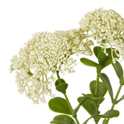 Wyld Haus Set Of 3 Cream Sedum Artificial Flower Sprays 580mm - thumbnail 2