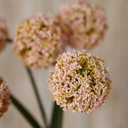 Wyld Haus Set Of 3 Pink Artificial Allium Stems, Silk-Look Faux Flowers, 750mm Tall - thumbnail 5