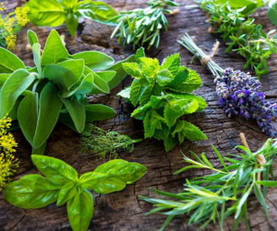 Carbeth Plants 3 X Large Herb Mix In 14Cm Pots - Rosemary - Laurel Bay - Thyme - Quality Plants - image 1
