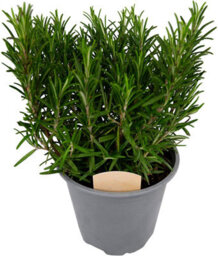 Carbeth Plants 3 X Large Herb Mix In 14Cm Pots - Rosemary - Laurel Bay - Thyme - Quality Plants - thumbnail 2