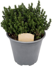 Carbeth Plants 3 X Large Herb Mix In 14Cm Pots - Rosemary - Laurel Bay - Thyme - Quality Plants - thumbnail 3