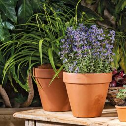 Verve Laleh Terracotta Grow Pot (Dia) 27.3Cm, (H)24.4Cm, 9L - thumbnail 5